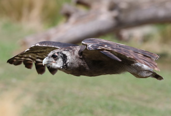 Close up of a Verreaux's Eagle Owl in flight