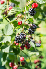 bunches of unripe and ripe blackberries hanging on the branches