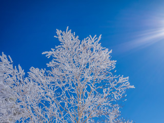 Winter landscape from Shiga-Kogen ski area in Japan. The tree ice is very beautiful and you can see the mountains in the distance. White snow is shining very much in the blue sky.