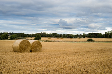 Fototapeta premium Autumn field