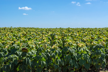Fototapeta na wymiar sunflowers in the phase of filling seeds, in a field, under a blue sky with clouds