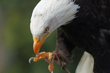Close up of a Bald Eagle about to strike