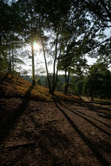 Sonne im Wald - Spätsommer - Fischbeker Heide | Hamburg