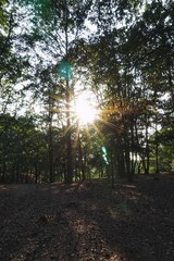 Obraz premium Sonne im Wald - Spätsommer - Fischbeker Heide | Hamburg