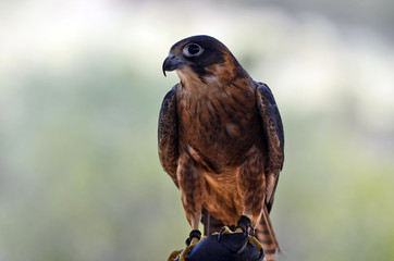 Australia, Zoology, Birds