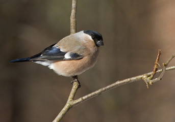 Bullfinch (Pyrrhula pyrrhula) on the branch