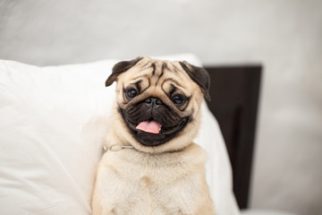 Cute pug dog breed lying on white bed in bedroom smile with funny face and feeling so happiness after wake up in the morning