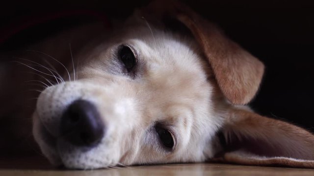 portrait of a small funny dog Labrador