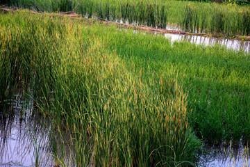 long green grass and plants in river water