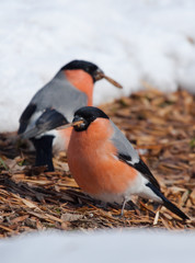 Bullfinches (Pyrrhula pyrrhula) on the ground with maple seeds