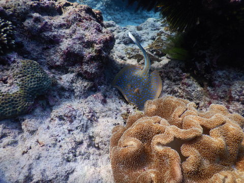 Blaupunkt Stachelrochen Blue Lagoon Padang Bai Bali Indonesien