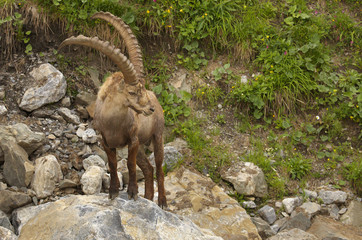 Alpine ibex with long horns standing on the stone