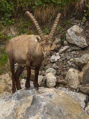 Fototapeta premium Watching alpine ibex with long horns standing on the stone