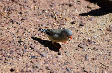 Australia, Zoology, Birds