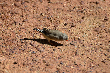 Australia, Zoology, Birds