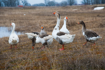 Goose by the river
