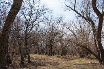 Fototapeta na wymiar Spring forest landscape. Spring forest background