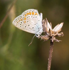 Butterfly - Polyommatus icarus on  plant.