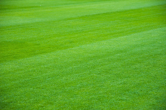 Outdoor stadium with green grass