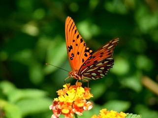 Great Spangled Fritillary Butterfly in a garden area