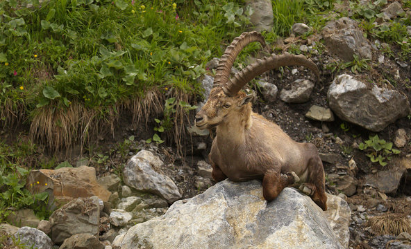 Resting alpine ibex with long horns sitting on the stone