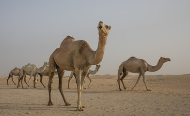 Dromedary camels walking in a desert