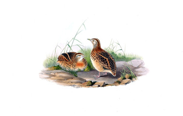 Illustration of bird