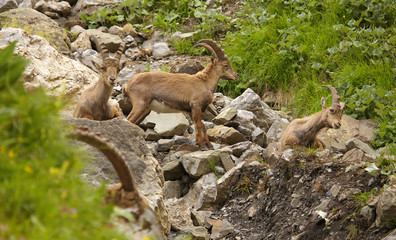 Group of young alpine ibex on the stones