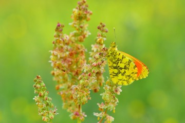 Anthocharis damone  429