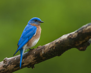 EASTERN BLUEBIRD ON LIMB