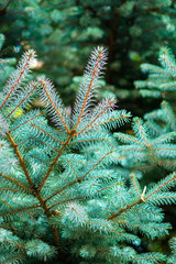 green spruce branches background