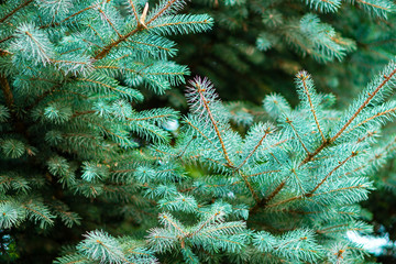 green spruce branches background