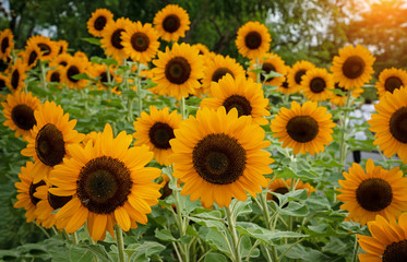 Fototapeta na wymiar Sunflower in a park,show texture of pollen and color of petal,feel fresh,beauty by nature