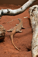 Australia, Zoology, reptile
