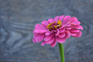 a pink zinnia with a wooden background