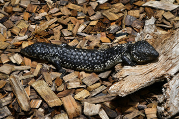 Australia, Zoology, reptile