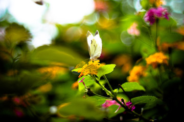 Butterfly on a Flower