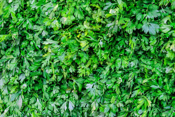 Obraz premium parsley, green onions, coriander, basil on the market. background of greenery of salads.