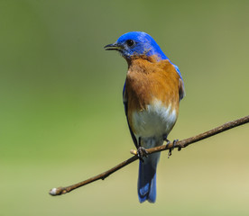 EASTERN BLUEBIRD ON TREE BRANCH