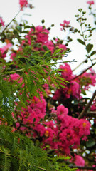 Nature In The Summertime