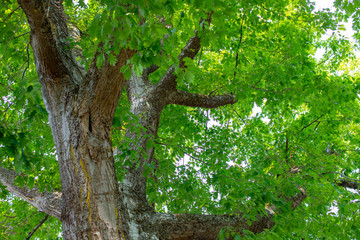 large impressive oak tree canopy at the Bainbridge Island Museum in the beautiful Pacific Northwest USA