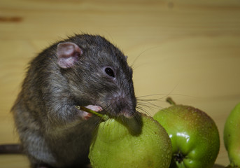Rat and pears.