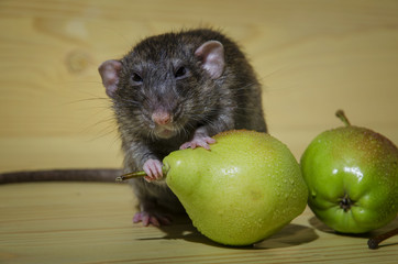 Rat and pears.