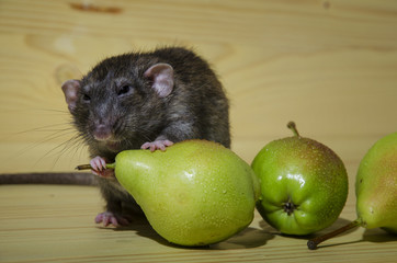 Rat and pears.