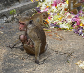 Some toque macaques in Sri Lanka