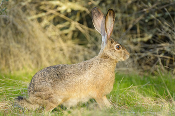 Gray jack rabbit hare sitting on grass in forest