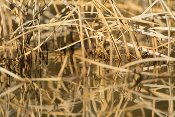 Dried sedge growing in water
