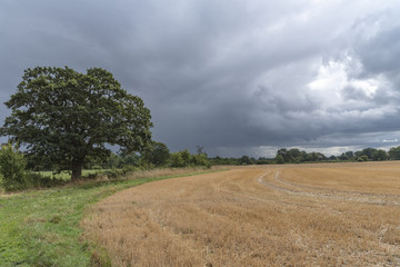 Obraz premium hay field with Oak tree