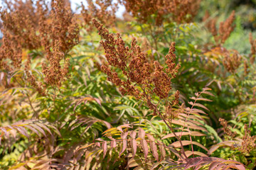 beautiful sumac shrub growing on peaceful Bainbridge Island west of Seattle in Washington State Pacific Northwest USA