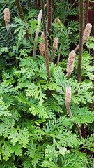 Nature In The Summertime